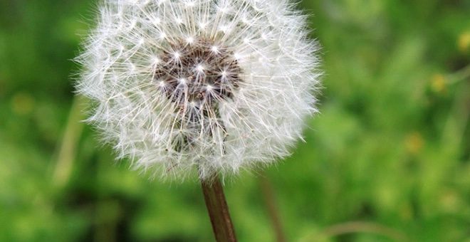 Spring and its effects on teeth
